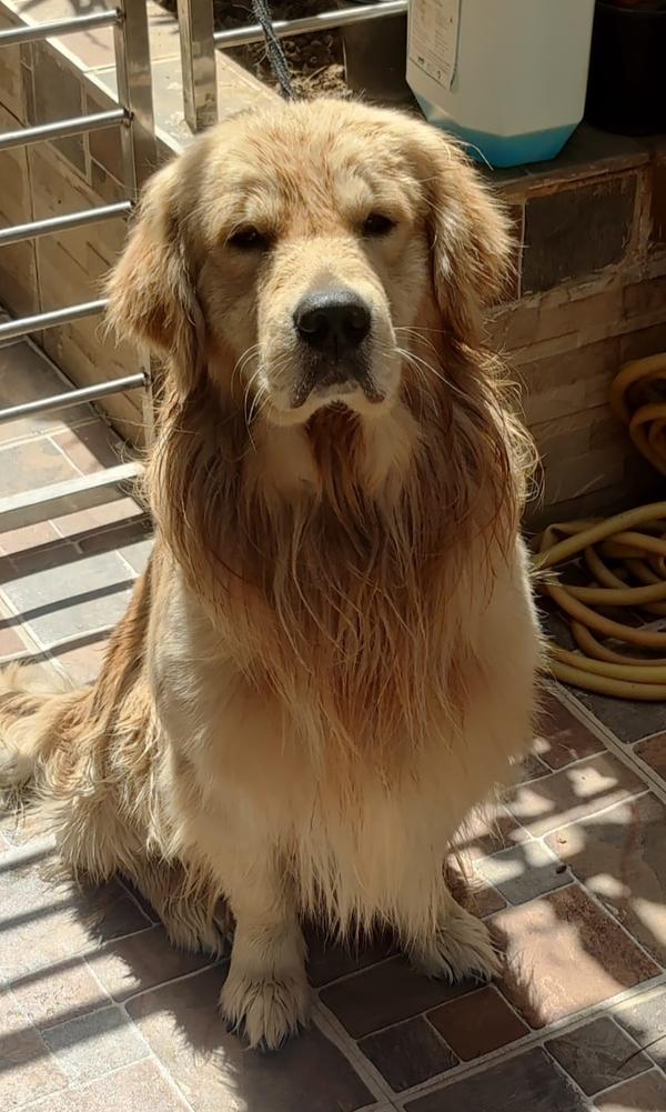 Best dog breeder in nagpu AMIT PET SHOP in Nagpur, India