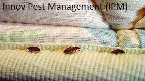 immature bedbugs