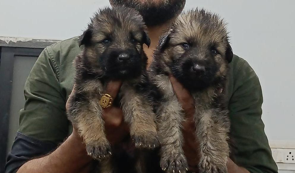 nagpur german shepherd puppies