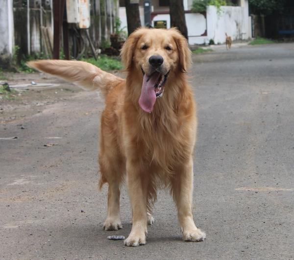 golden retriever puppies nagpu