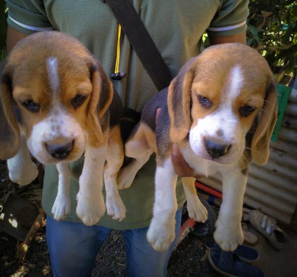 medical square road beagle pup