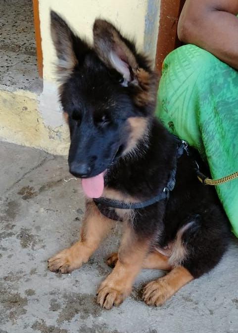german shepherd puppies