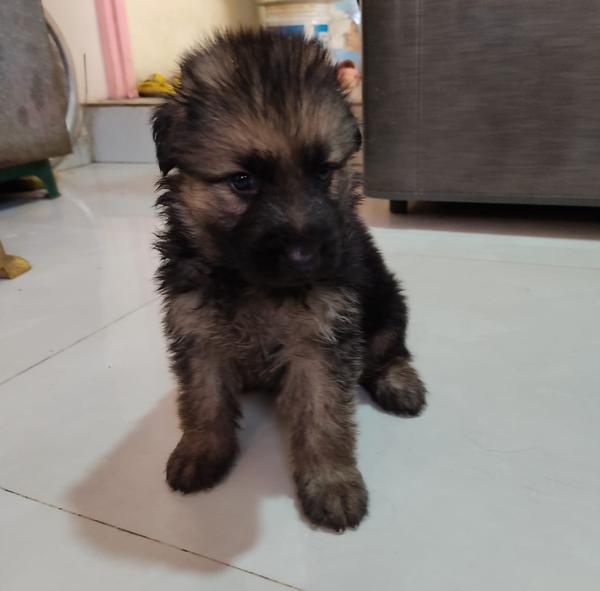 wardha road nagpur german shep