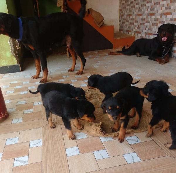 rottweiler puppies