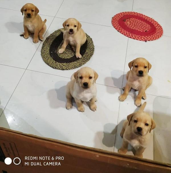 Best pet shop in ajni roa AMIT PET SHOP Call 9405701139 in Nagpur