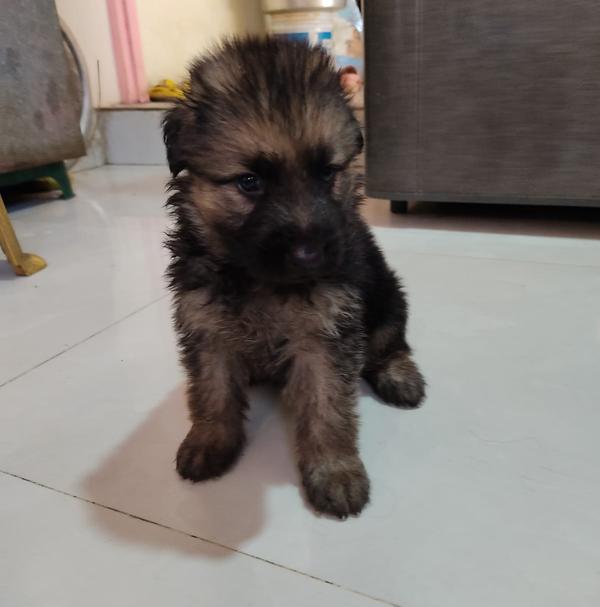 shitzu puppies available in la