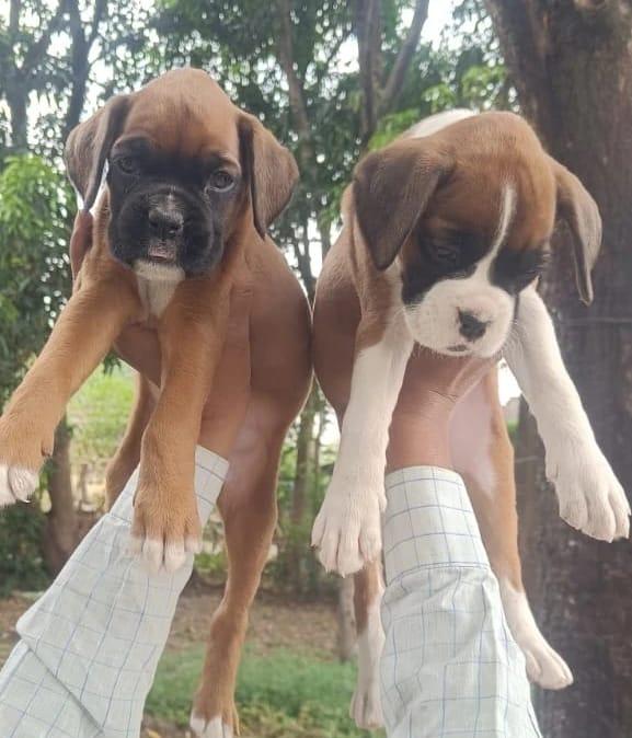 boxer male