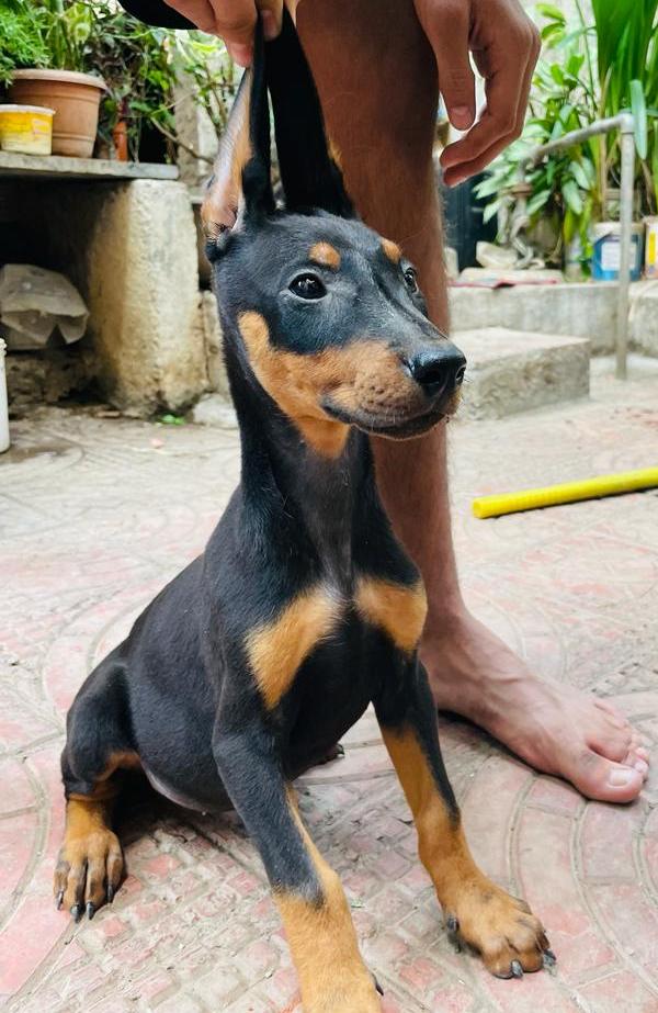 doberman puppies