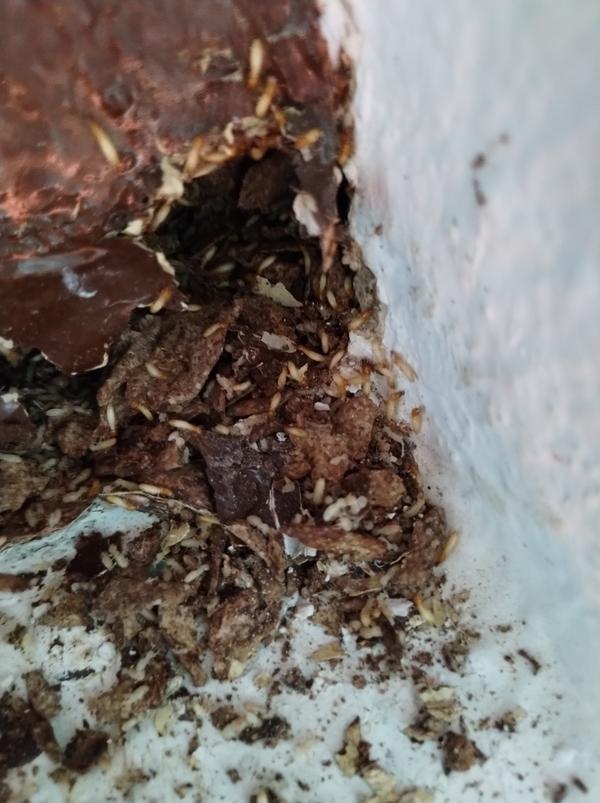 apartment flat preventive anti