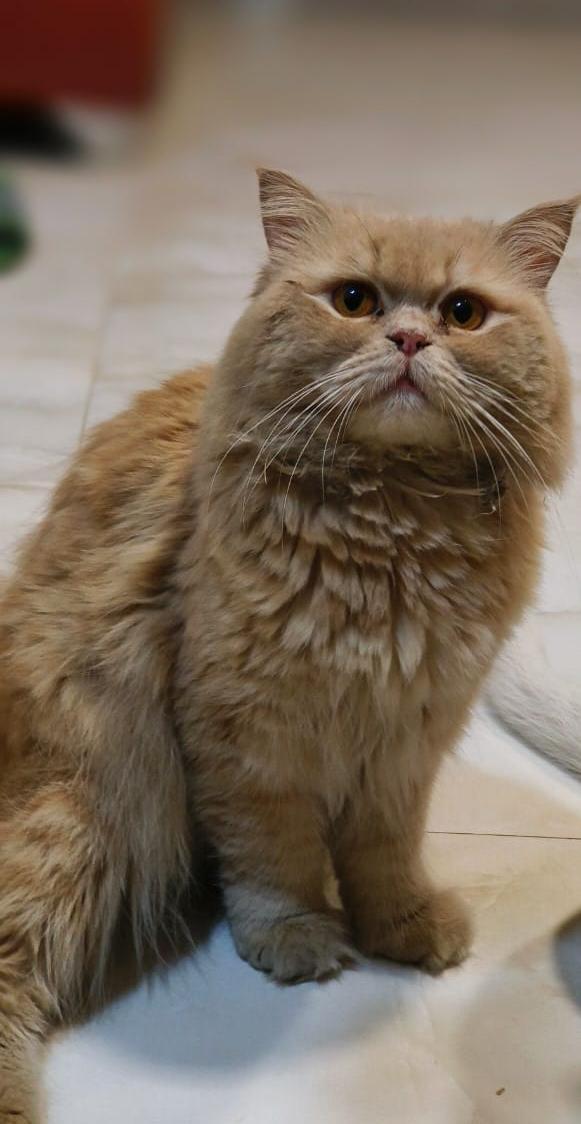 Best pet shop in nagpur AMIT PET SHOP in Nagpur, India