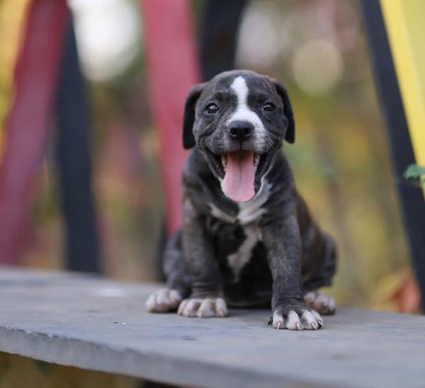 pitbull puppies