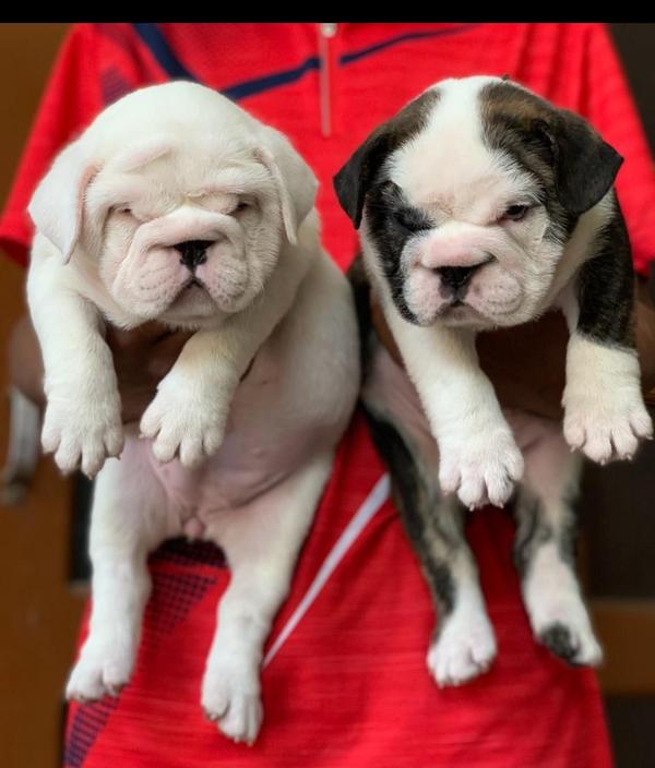 dog breeds puppies