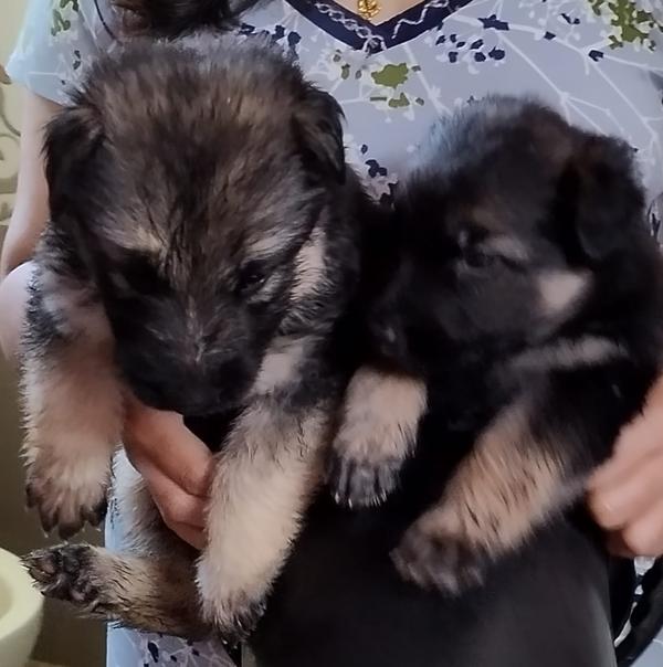wardha road nagpur german shep