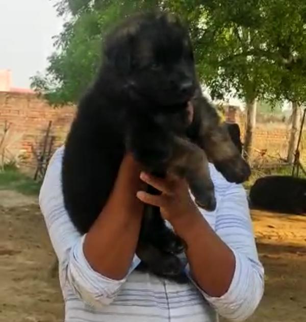 shitzu puppies available in la