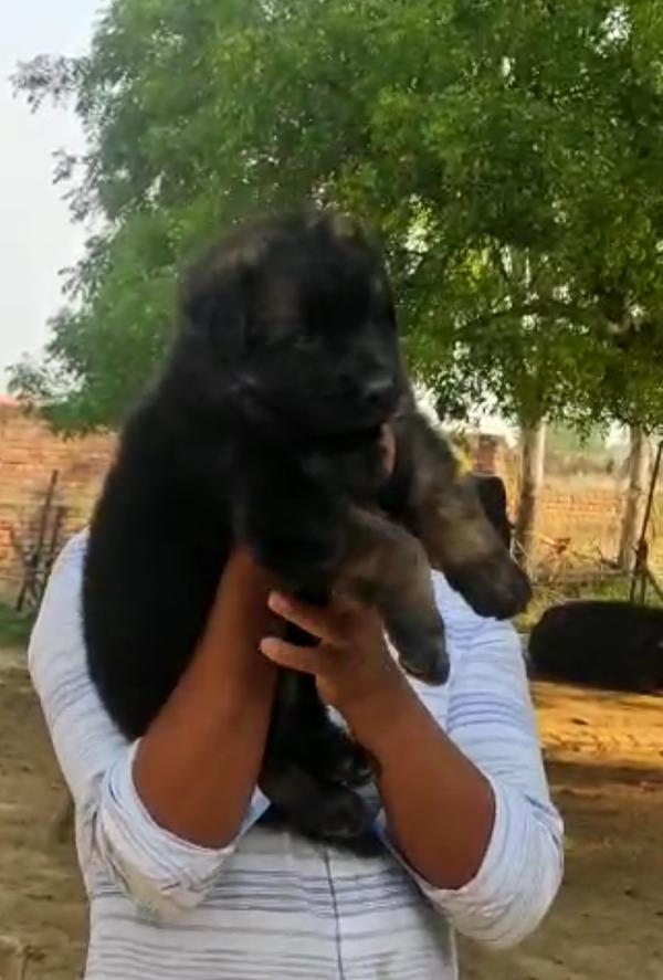 amit pet shop