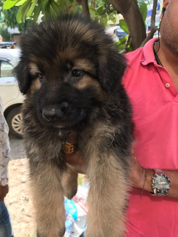 german shepherd puppy cost