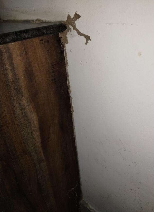 inspection