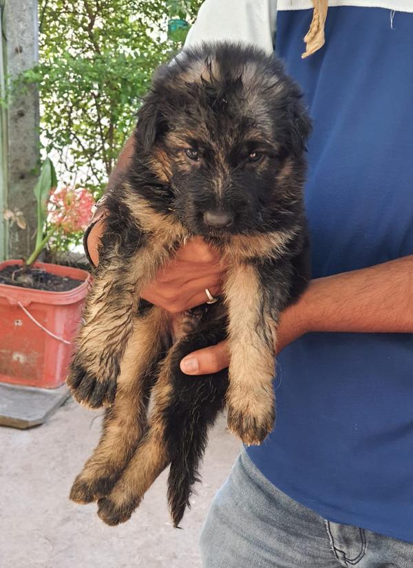 shitzu puppies for sale in nag