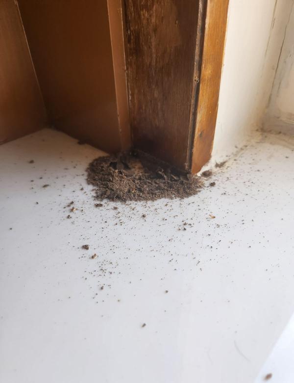 mud tunnel