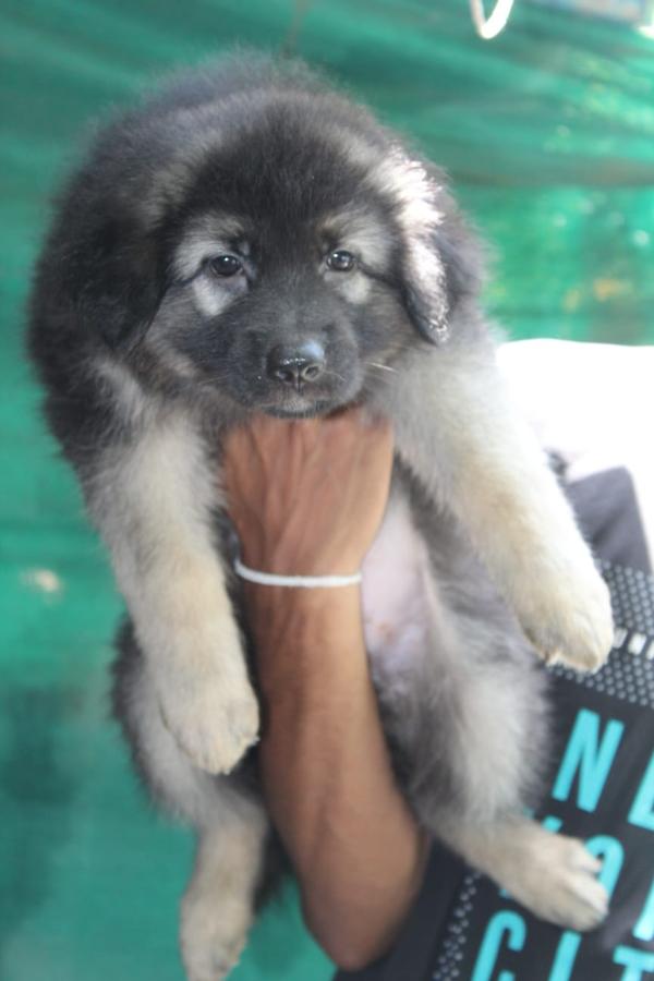 german shepherd puppies