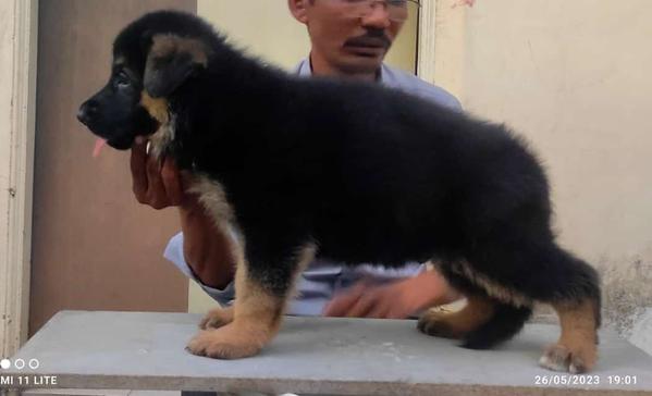 german shepherd puppies