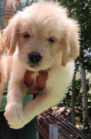 labrador retriever golden retr