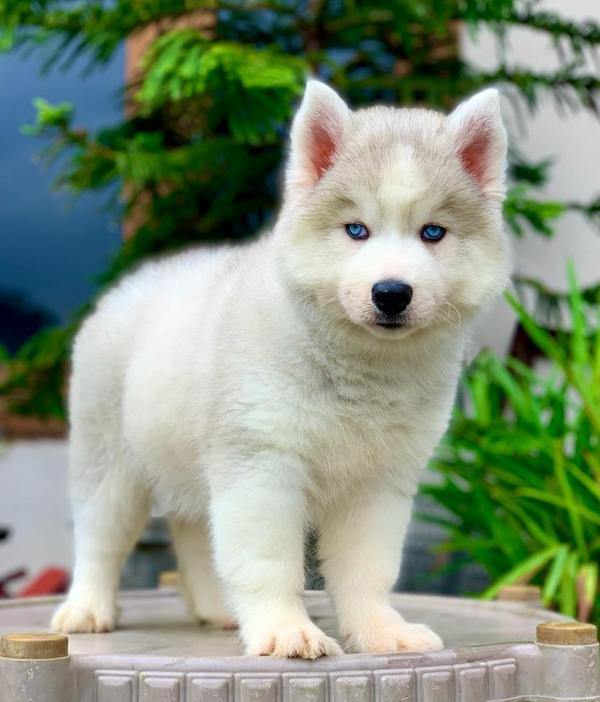 husky puppies