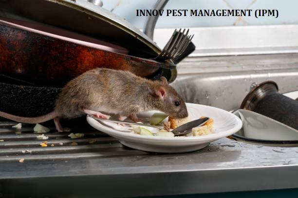 african pygmy mouse
