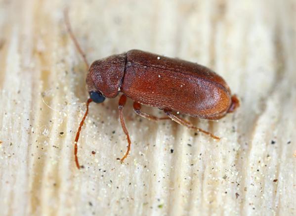 furniture beetles
