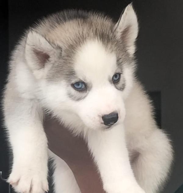 husky puppies