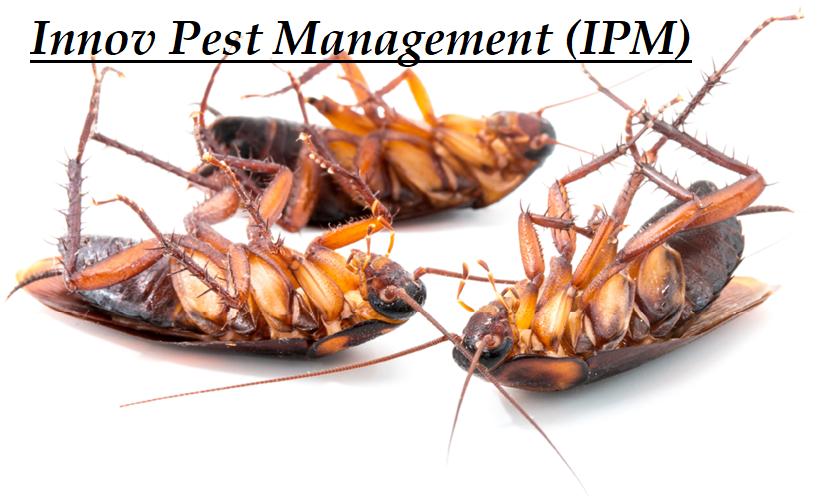 persistent pest problem