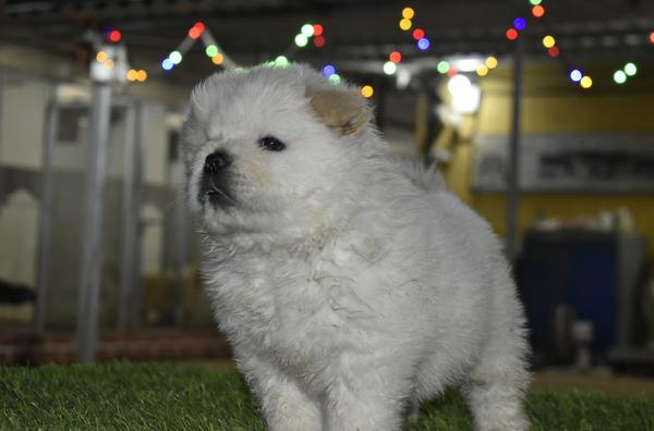 chowchowpuppy