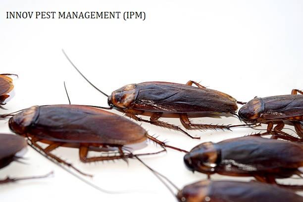 right 20pest 20control 20techn