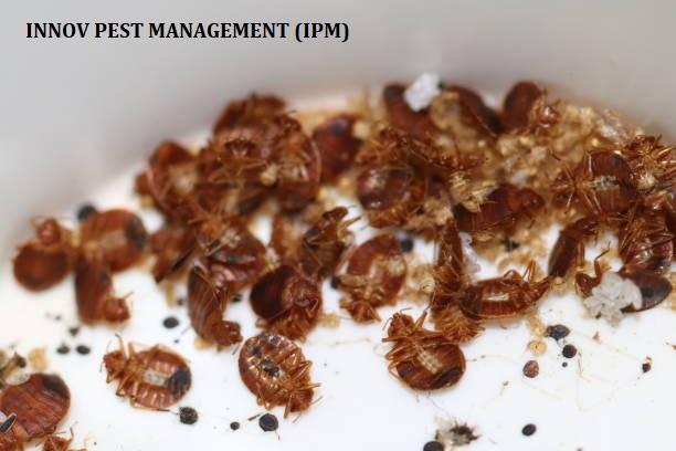 green 22 20pest 20control 20so