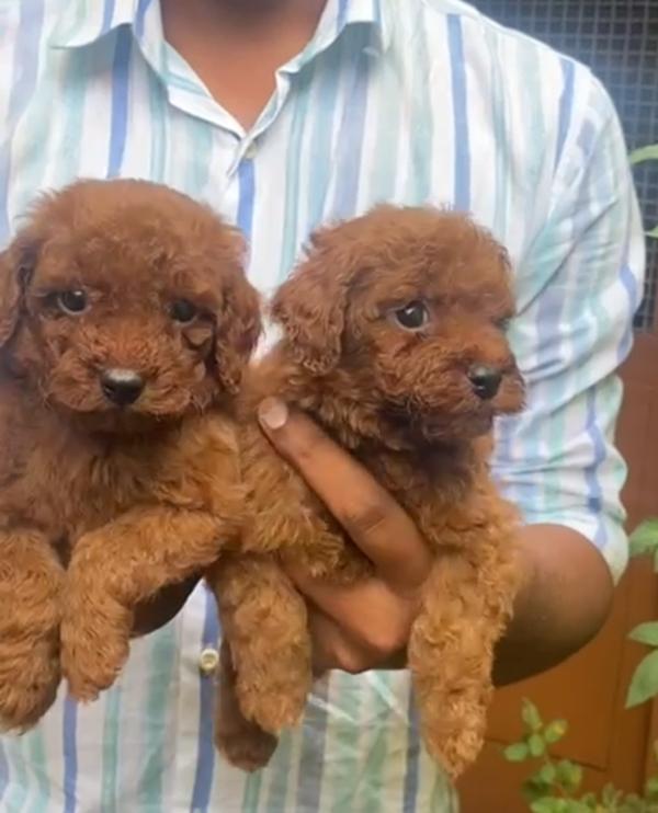 toy pom puppies