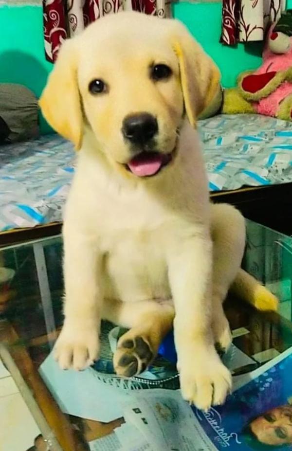 hingna pet shop