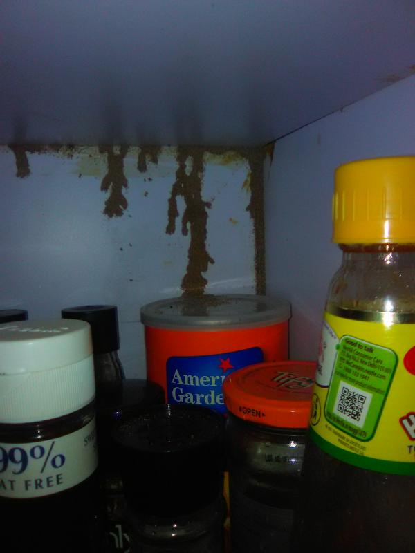 termite infestation