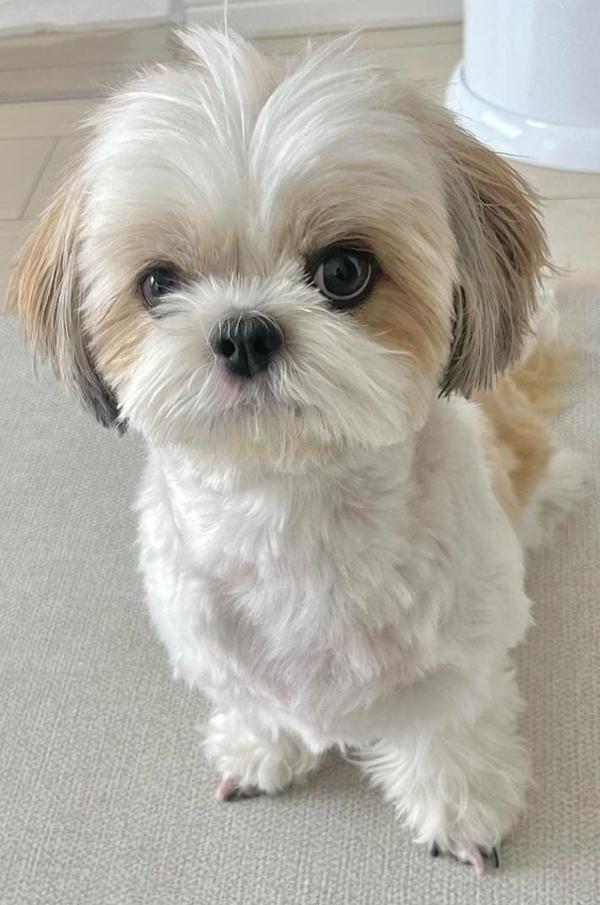 shitzu puppies