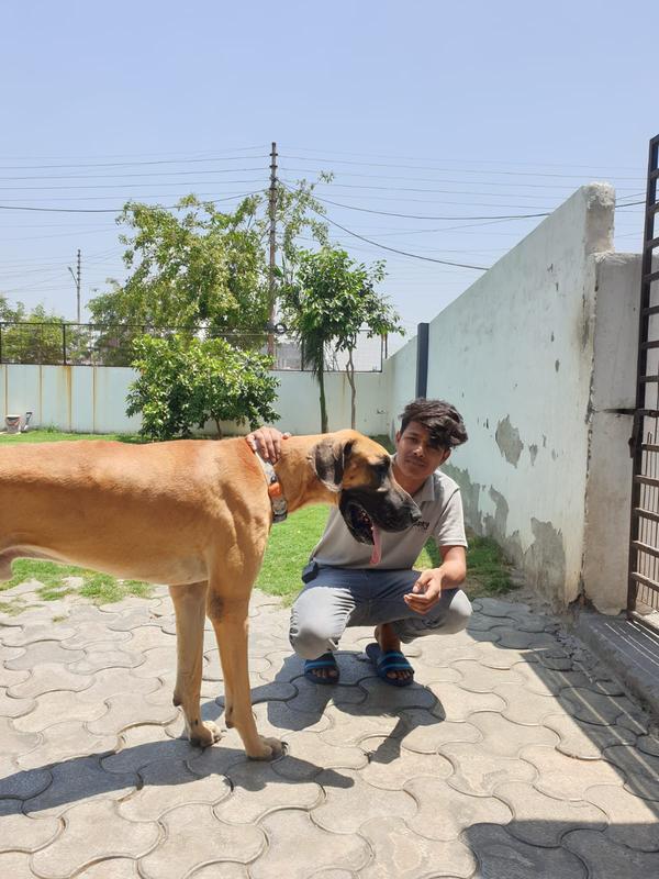 noida dog boarding