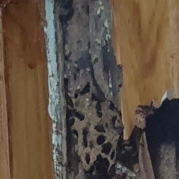 ant species