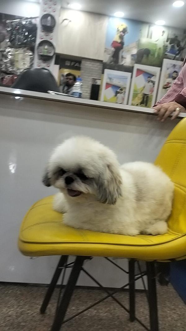 pets customers
