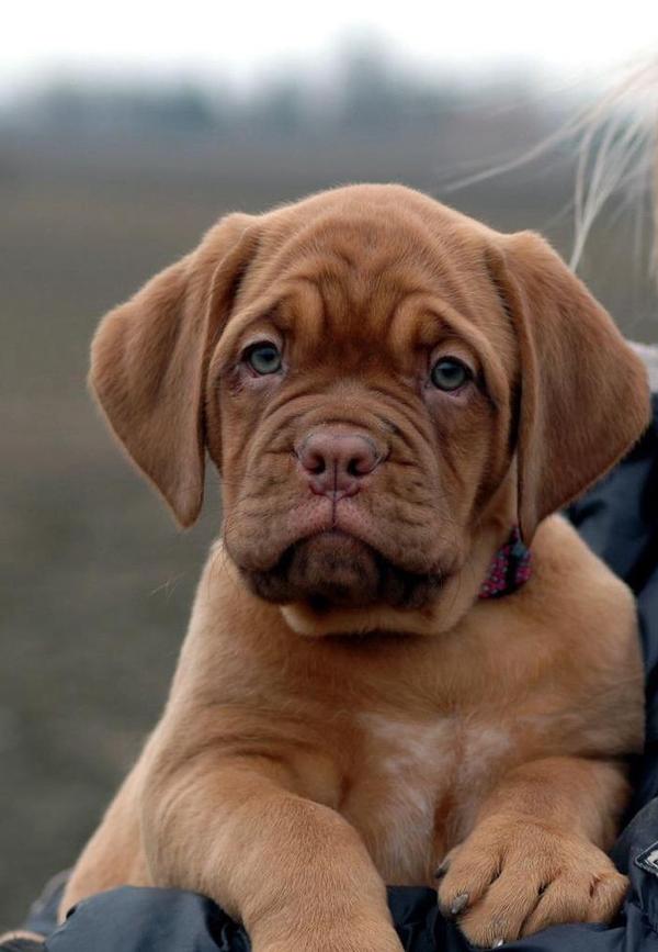 french mastiff