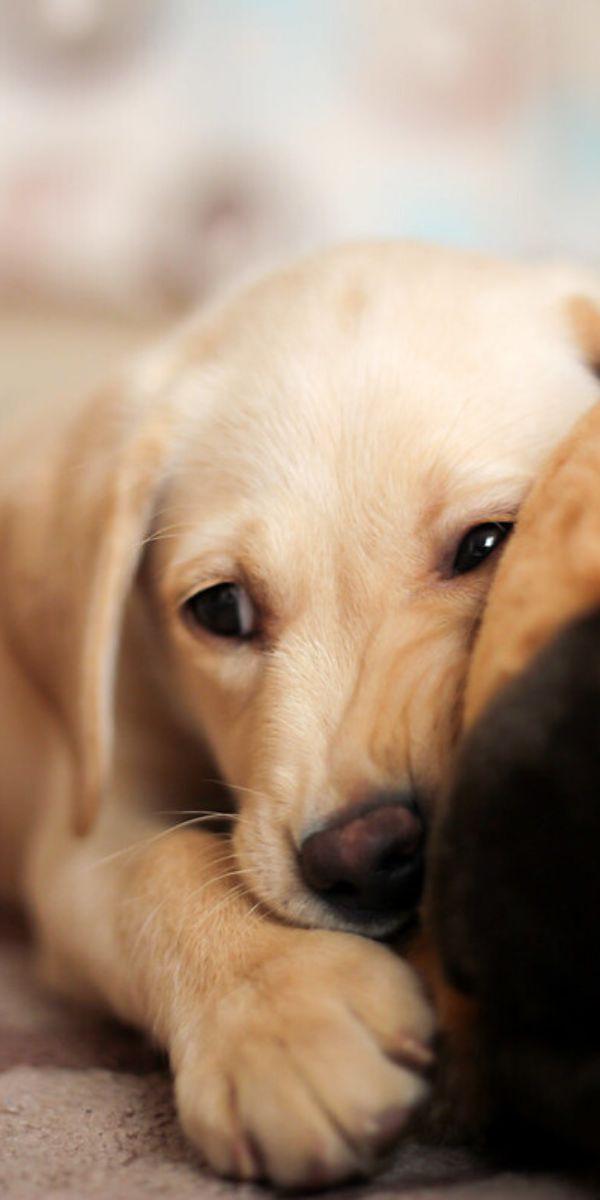 labpuppy