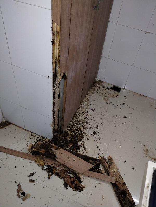 hospital antitermite treatment