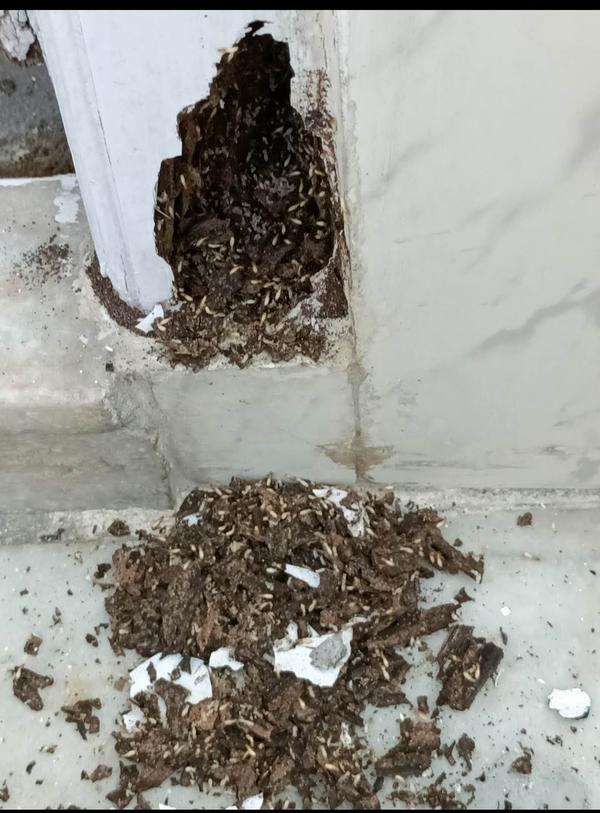 total colony