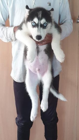 husky puppies