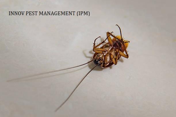 ant control products