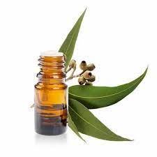 eucalyptus oil best supplier