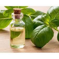 delhi india holy basil oil who