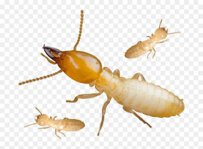 pest management services hyder